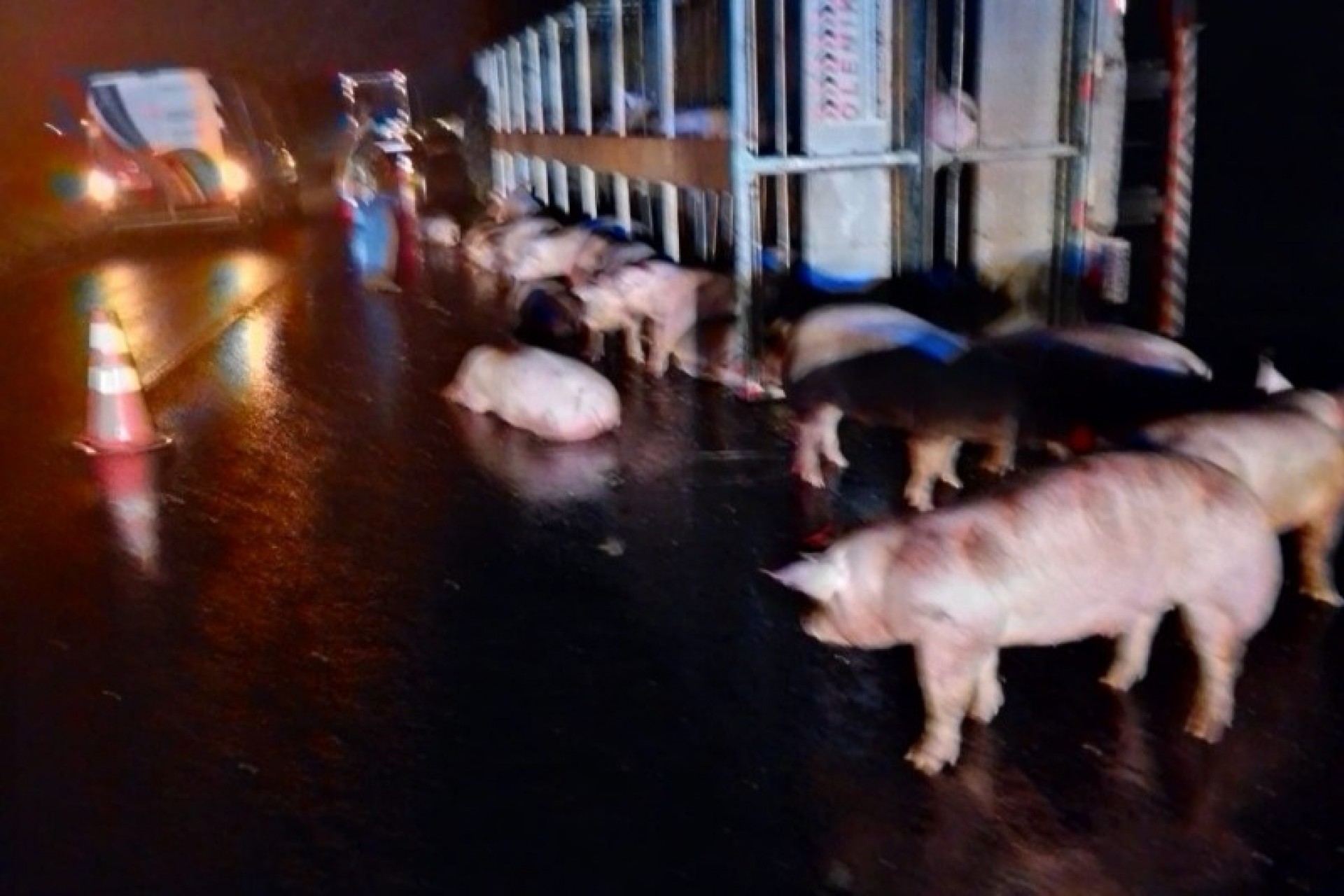 Caminhão carregado de porcos tomba na BR-277 e animais ficam soltos na pista