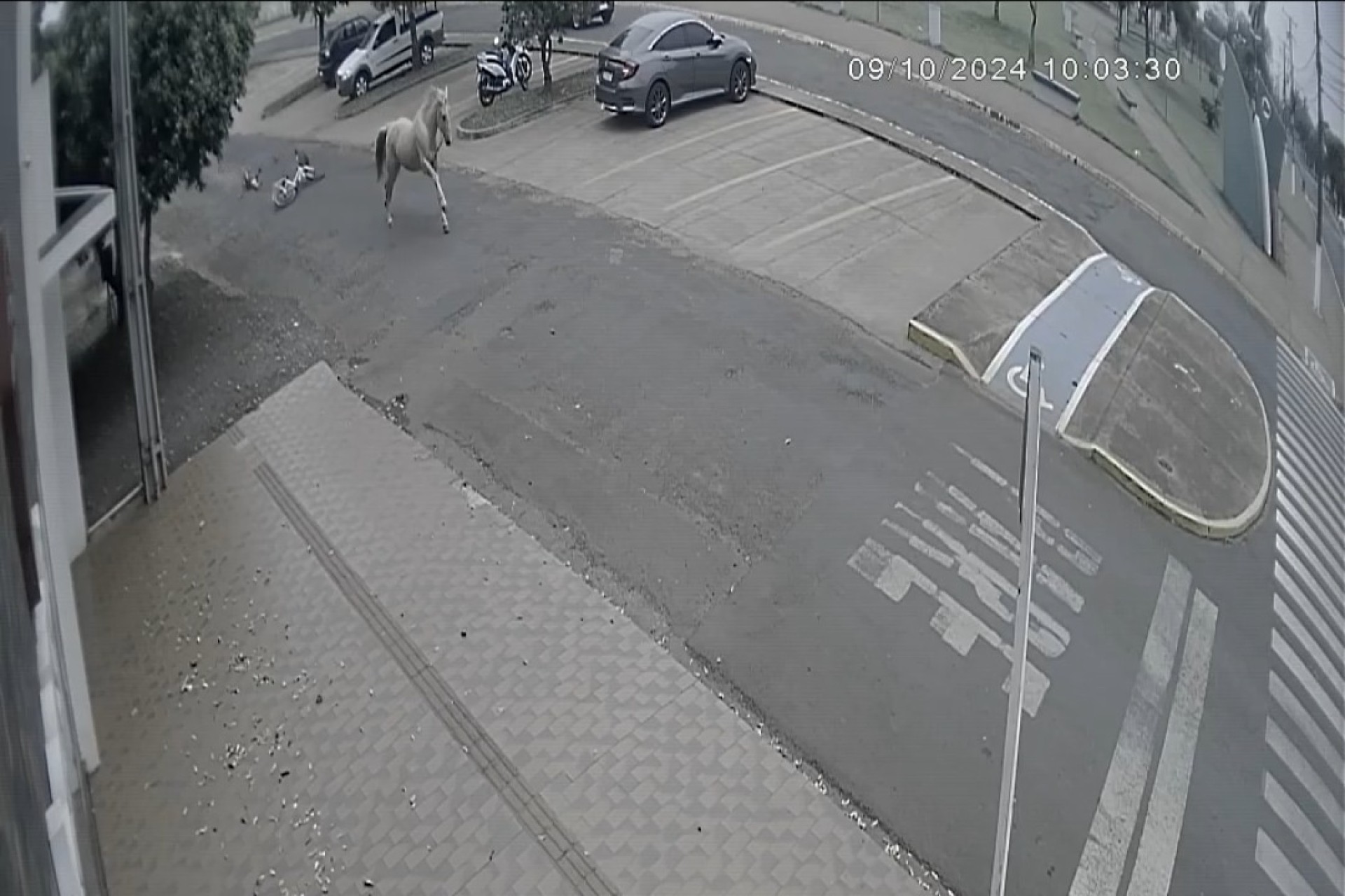 Homem arrastado por cavalo não tentou cometer o furto do animal