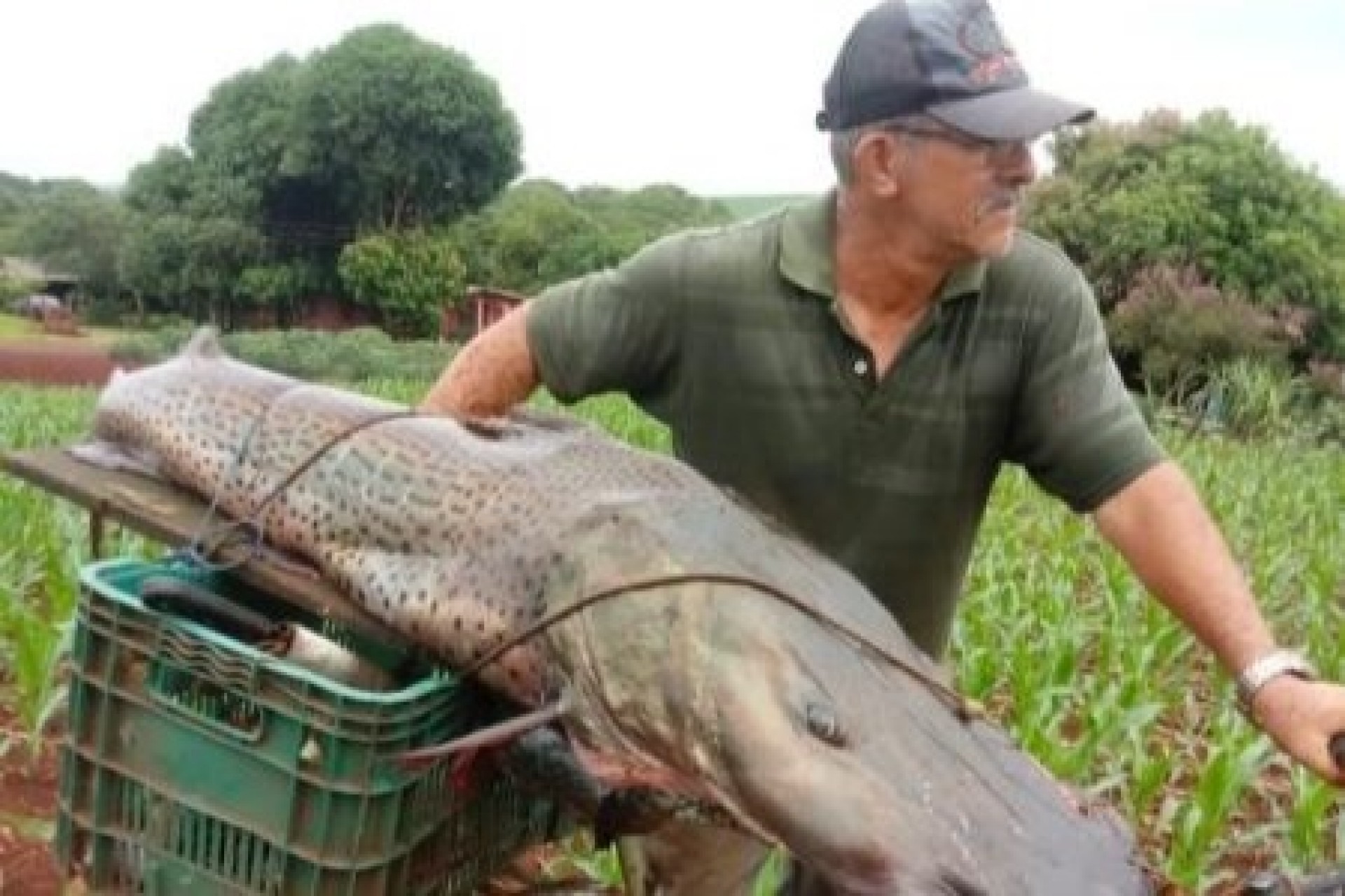 Morador de Guaíra pesca pintado de mais de 40 kg no rio Paraná