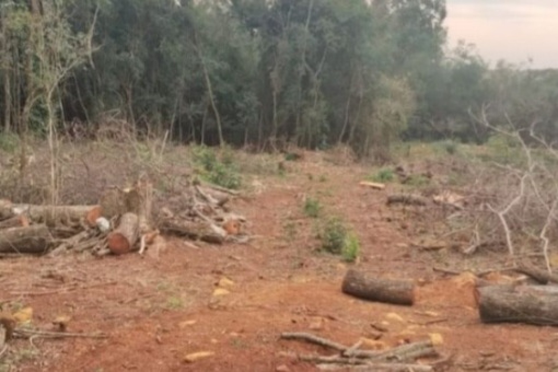 Polícia Ambiental encontra desmatamento clandestino em área de regeneração em Missal