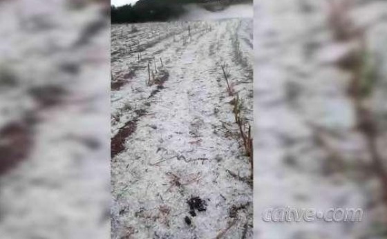 Após chuva de granizo no Paraná, agricultor perde quase 100% de lavoura de milho