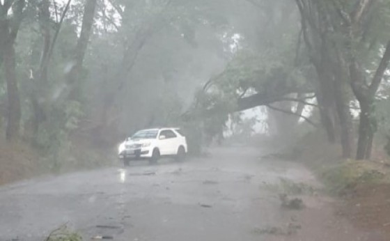 Árvores caem e interditam PR 497, em São Miguel do Iguaçu