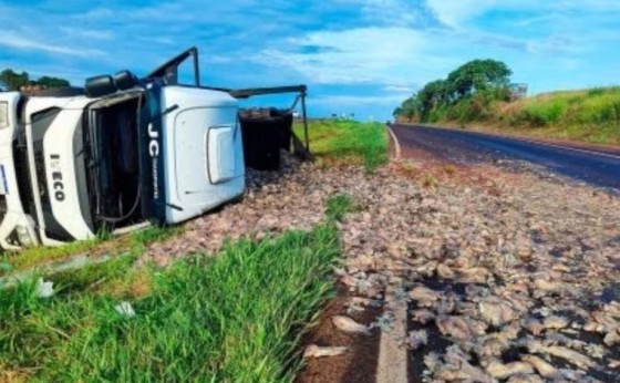 Carreta tomba e carga de peixe é espalhada na BR-163, em Cascavel