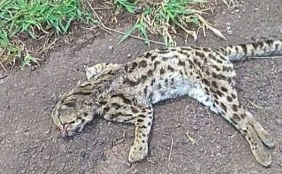 Jaguatirica é encontrada morta na PR 317 entre São José das Palmeiras e Ouro Verde do Oeste