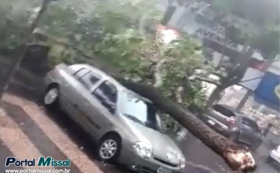 Temporal derruba árvores e causa estragos em Foz do Iguaçu